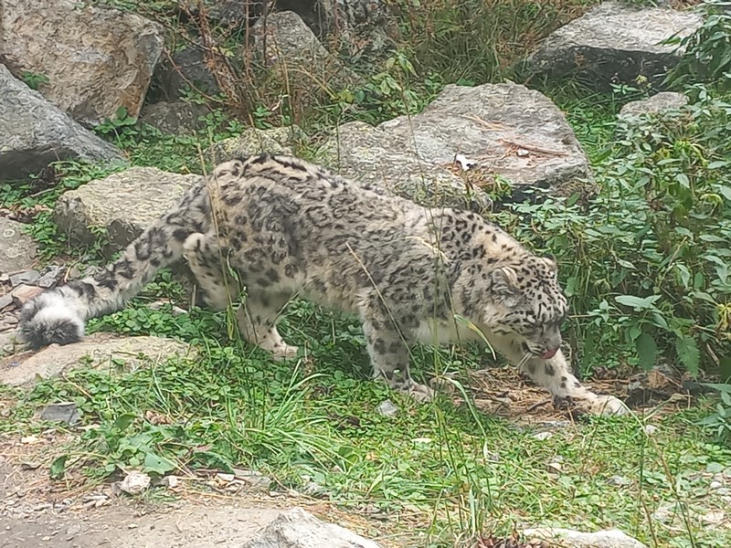 IMG_1464 Naltar Valley Rezervace sněžných leopardů Sarmad Shafa (5)
